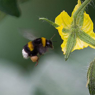 Bombus Arıları